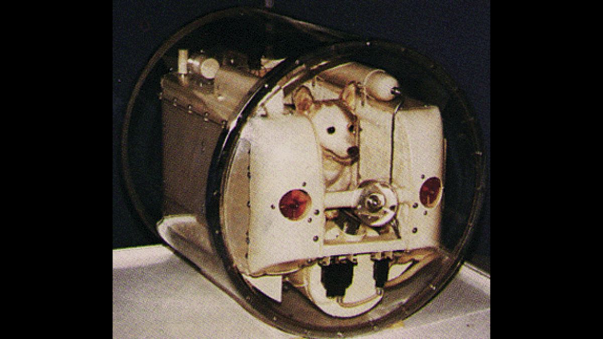 Laika - first dog to go to space