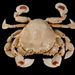 Crab Organ Crossword Clue