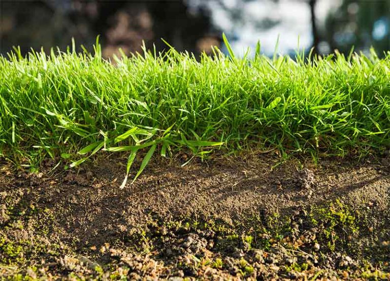 Transform Your Lawn: Expert Tips on Grass Rolls and Fertiliser for a Thriving Yard