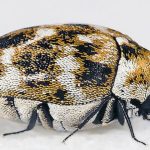 Carpet Beetle Infestations