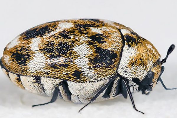 Carpet Beetle Infestations