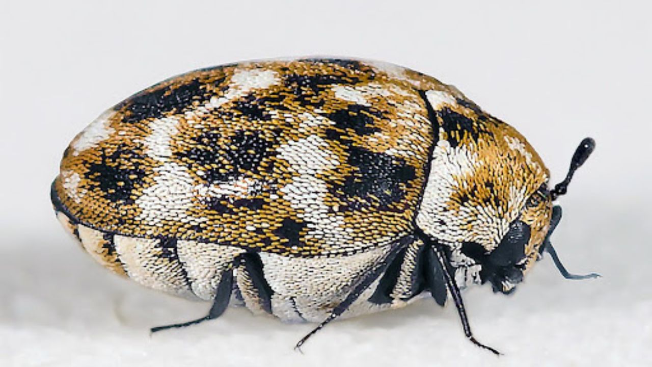 Carpet Beetle Infestations